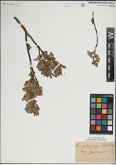 Foto von Salix lapponum L.